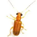 Megascelis texana - photo 3