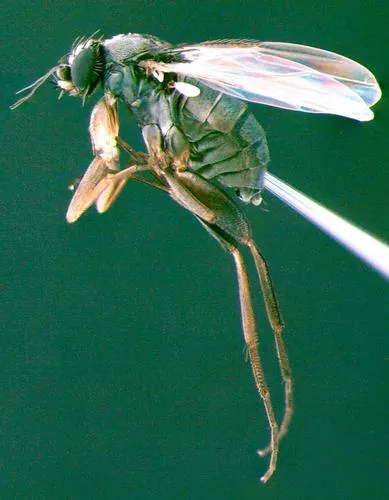 Megaselia abdita