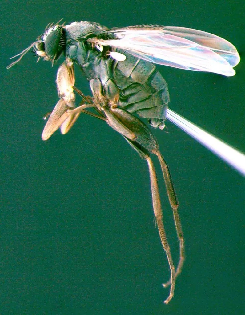 Megaselia abdita - photo 2