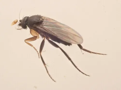 Megaselia ciliata