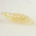 Megaselia globipyga - photo 3