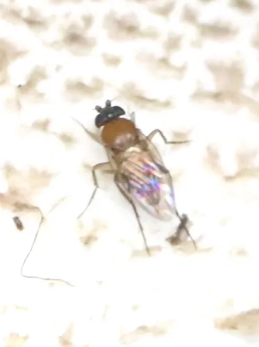Mushroom fly