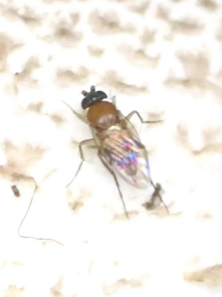 Mushroom fly - photo 2