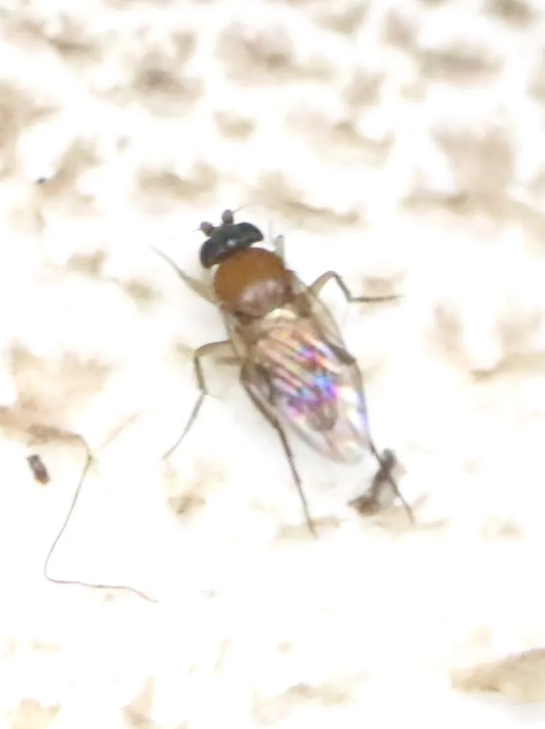 Mushroom fly - photo 3