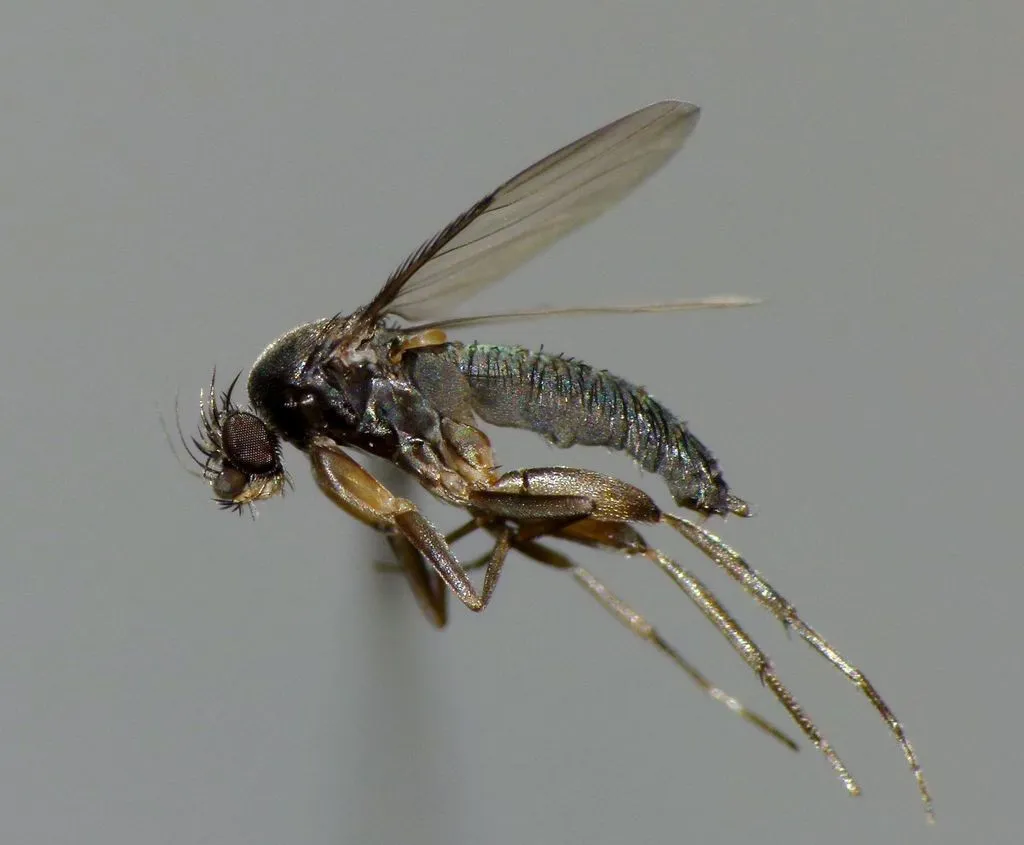Megaselia rufipes