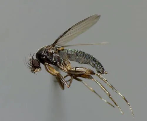 Megaselia rufipes - photo 2