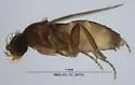 Megaselia sphinx