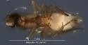 Megaselia sphinx - photo 4
