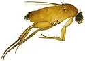 Megaselia ventralis