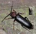 Megasemum asperum - photo 2