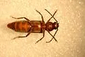 Megasemum asperum - photo 3