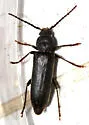 Megasemum asperum - photo 4
