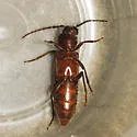 Megasemum asperum - photo 5