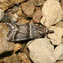 Megasis caudellella - Hodges#5870