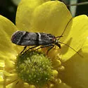 Megasis caudellella - Hodges#5870 - photo 2