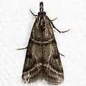 Megasis caudellella - Hodges#5870 - photo 3
