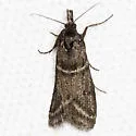 Megasis caudellella - Hodges#5870 - photo 4
