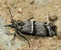 Megasis caudellella - Hodges#5870 - photo 5