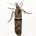 Megasis delta - Hodges#5884