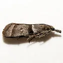 Megasis delta - Hodges#5884 - photo 2
