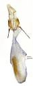 Megasis delta - Hodges#5884 - photo 4