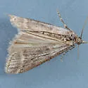Megasis dophnerella - Hodges#5871