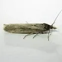 Megasis edwardsialis - Hodges#5865