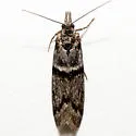 Megasis iota - Hodges#5879