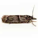 Megasis iota - Hodges#5879 - photo 2
