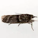 Megasis iota - Hodges#5879 - photo 4