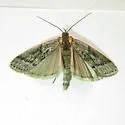 Megasis nigrifasciella - Hodges#5872
