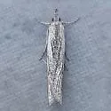 Megasis perfuscalis - Hodges#5880