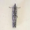 Megasis perfuscalis - Hodges#5880 - photo 4