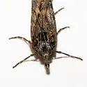 Megasis pullatella - Hodges#5866 - photo 2