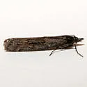 Megasis pullatella - Hodges#5866 - photo 3