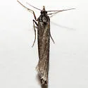 Megasis pullatella - Hodges#5866 - photo 4