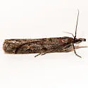 Megasis rubrithoracella - Hodges#5874