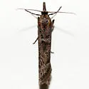 Megasis rubrithoracella - Hodges#5874 - photo 2