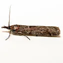 Megasis rubrithoracella - Hodges#5874 - photo 3