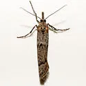 Megasis tephrella - Hodges#5875 - photo 2