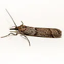 Megasis tephrella - Hodges#5875 - photo 3
