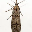 Megasis tephrella - Hodges#5875 - photo 4