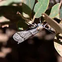 Megasis tephrella - Hodges#5875 - photo 5