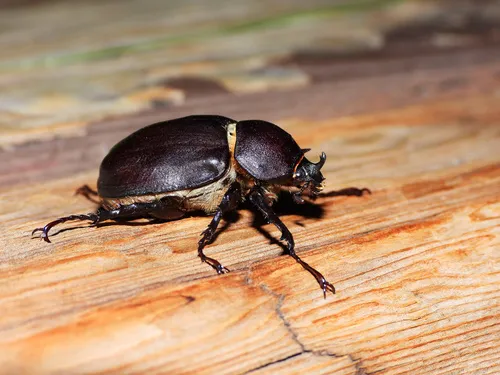 Megasoma punctulatum