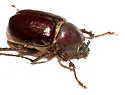 Megasoma sleeperi