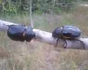 Texas Elephant Beetle