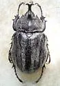 Texas Elephant Beetle - photo 2