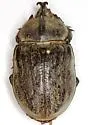 Texas Elephant Beetle - photo 3