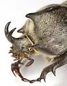 Texas Elephant Beetle - photo 4