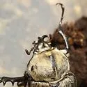 Texas Elephant Beetle - photo 5